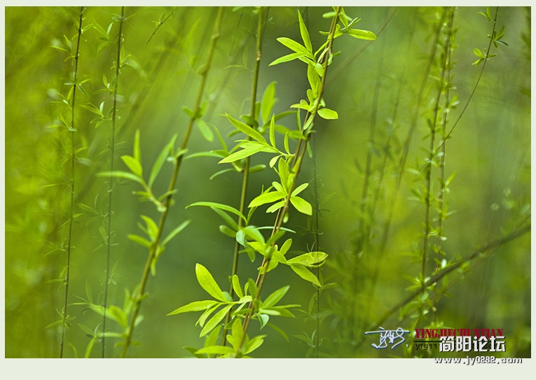 迎春（一）——09.jpg