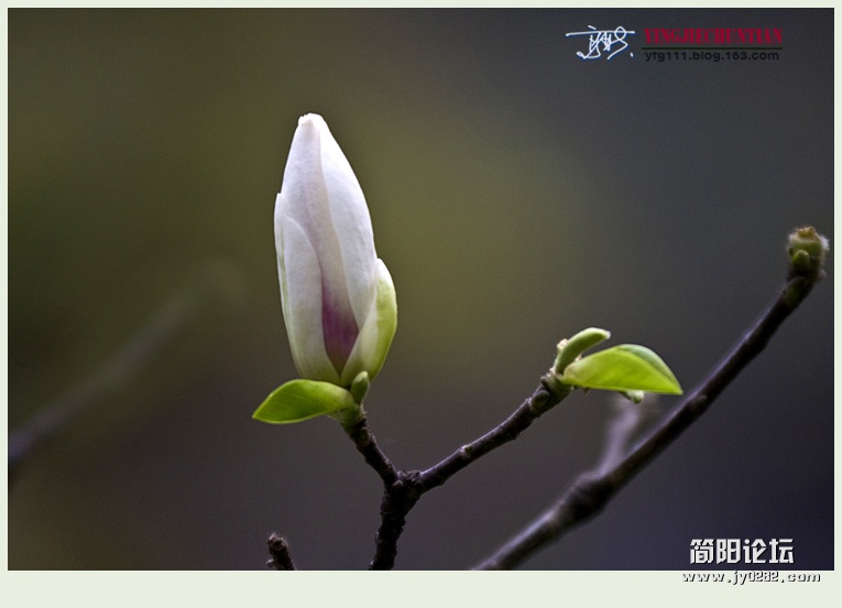 迎春（一）——08.jpg
