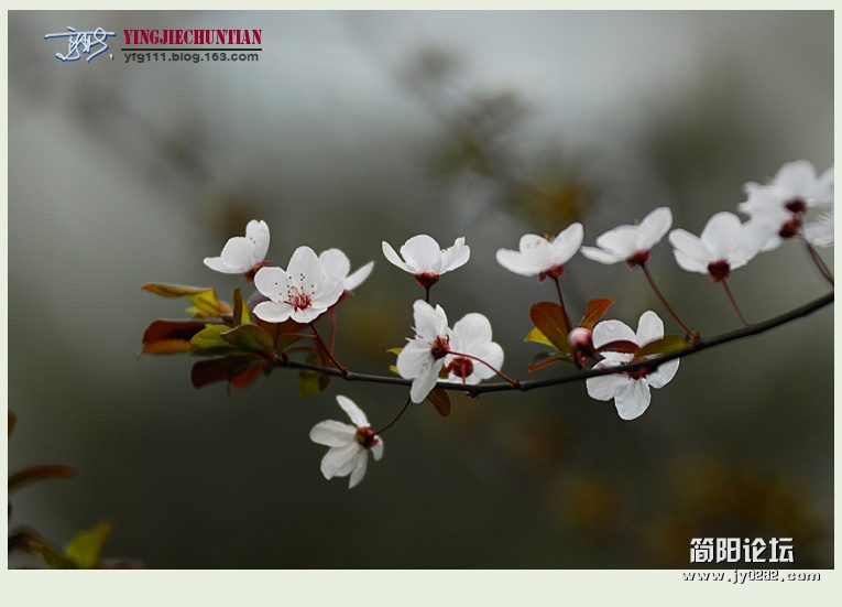 迎春（一）——07.jpg