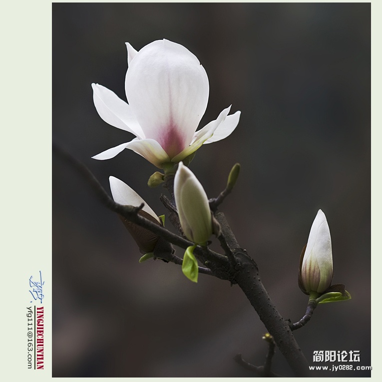 迎春（一）——18.jpg