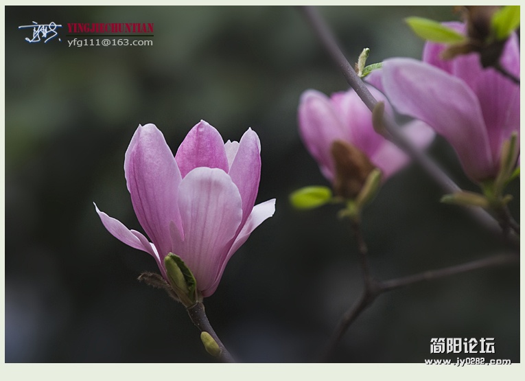 迎春（一）——17.jpg