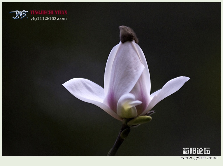 迎春（一）——16.jpg