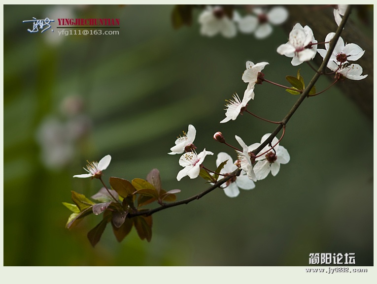 迎春（一）——14.jpg