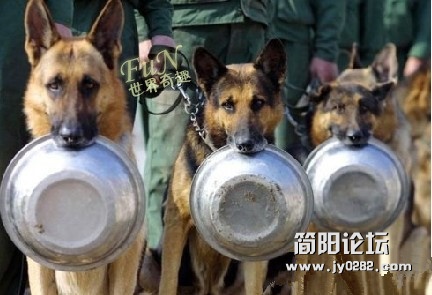 警犬排队打饭图，萌啊~~~.jpg