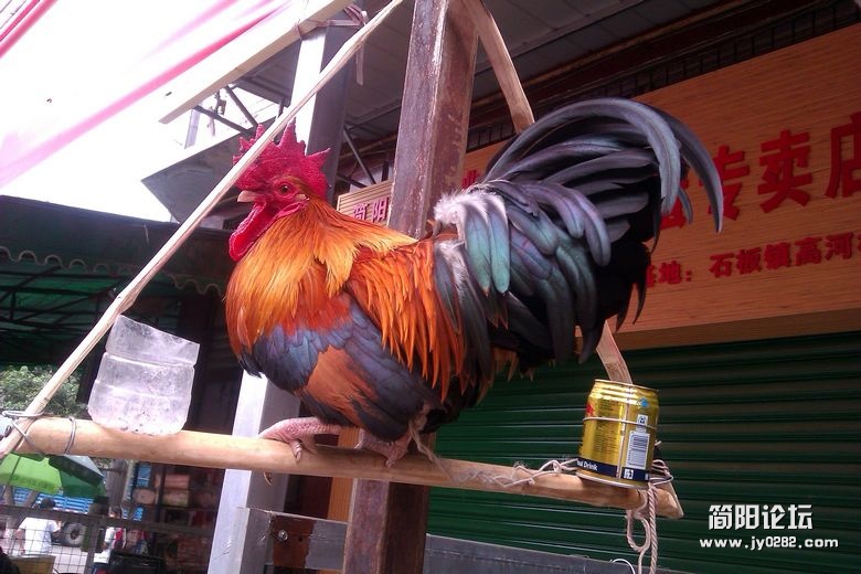 IMAG1722_conew1.jpg