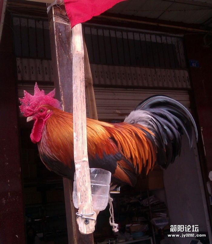 IMAG1721_conew1.jpg