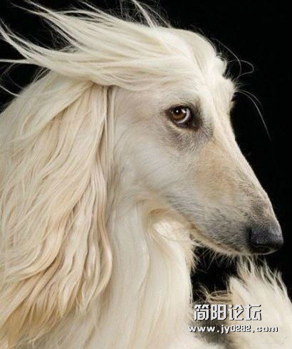 你才是马呢，你全家都是马！没见过用海飞丝的狗狗啊！！.jpg