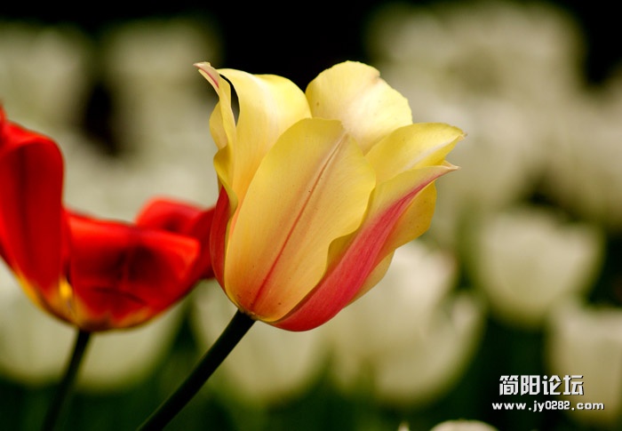 郁金香05.jpg