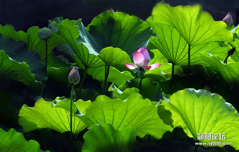 阳光荷花.JPG
