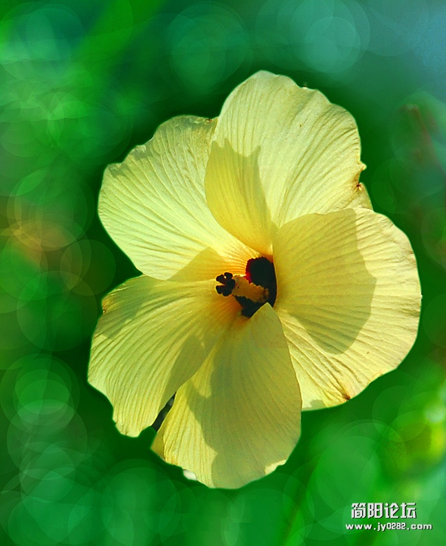 木槿花.jpg