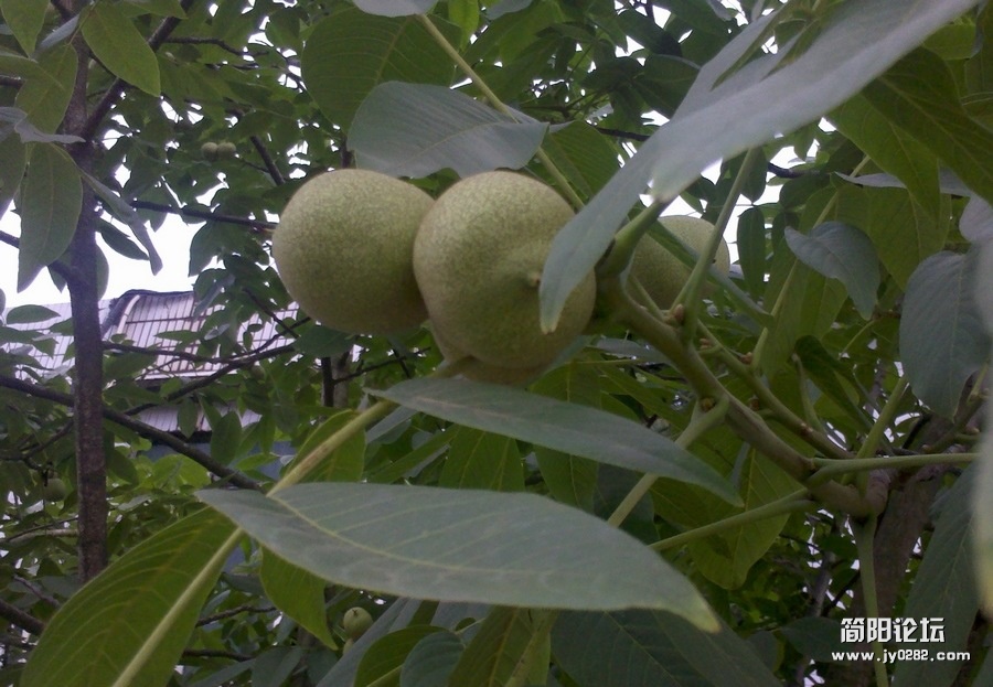 2012-05-31_07-13-20_521.jpg