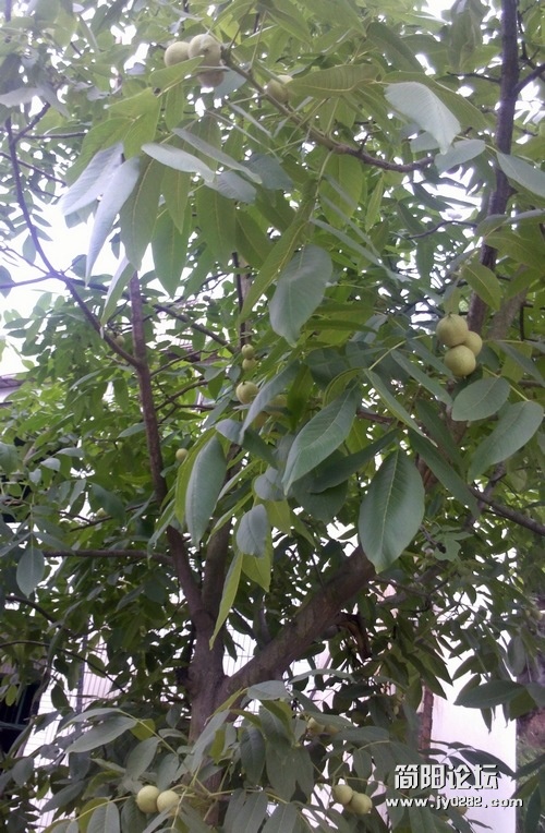 2012-05-31_07-13-09_398.jpg