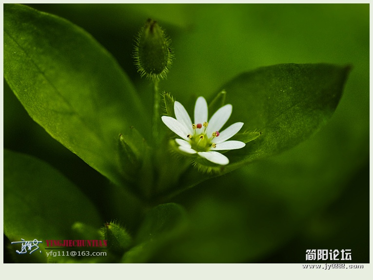 迎春（二）——18.jpg