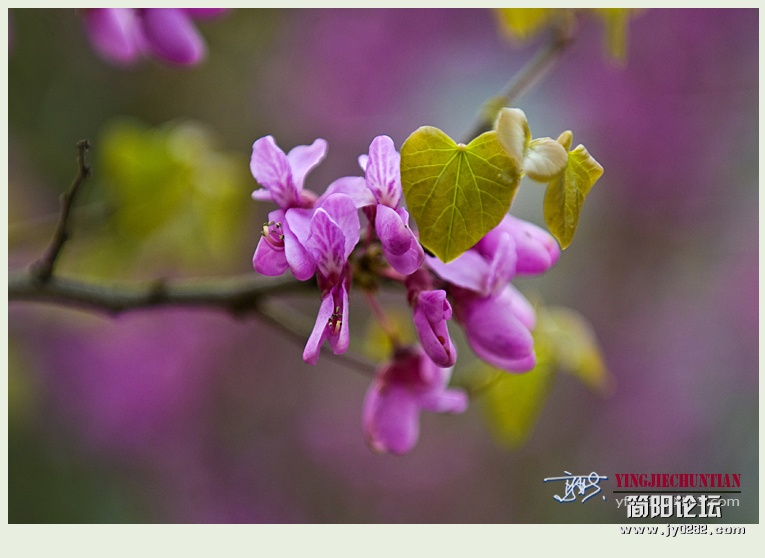 迎春（二）——16.jpg