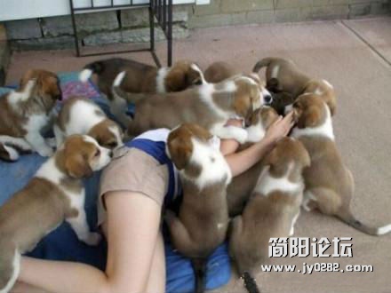 一大群汪星人来袭！你hold住嘛~？.jpg