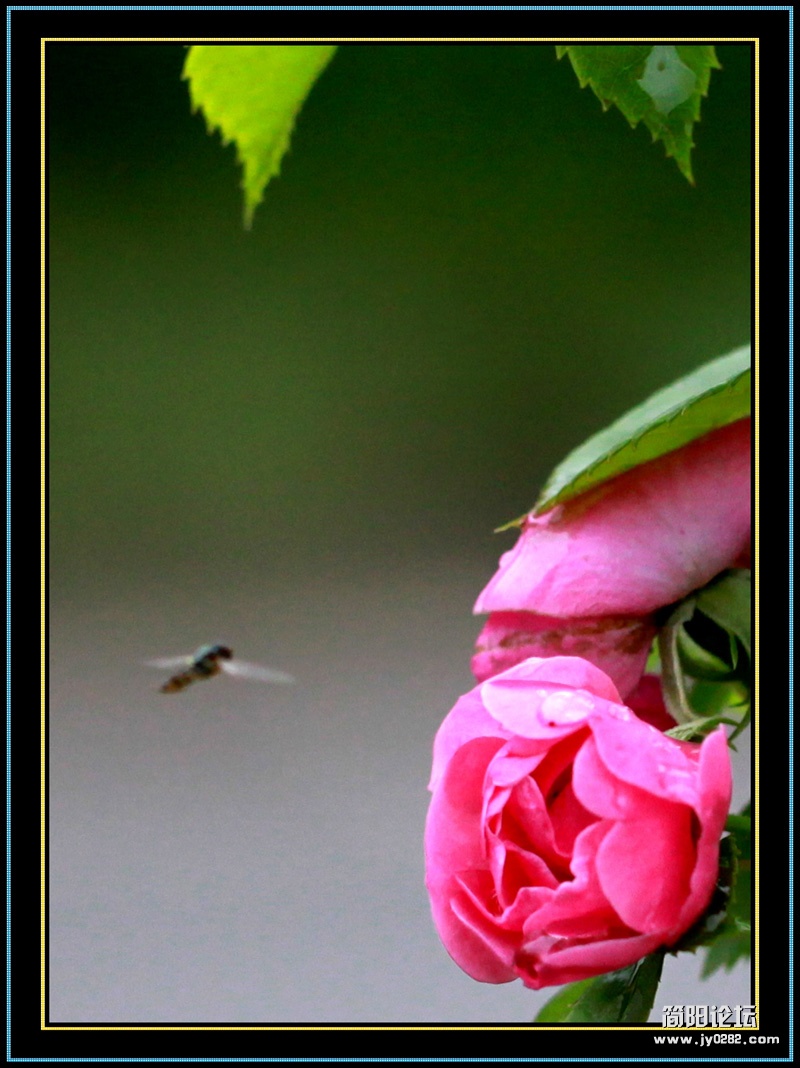 IMG_4409-wl.jpg