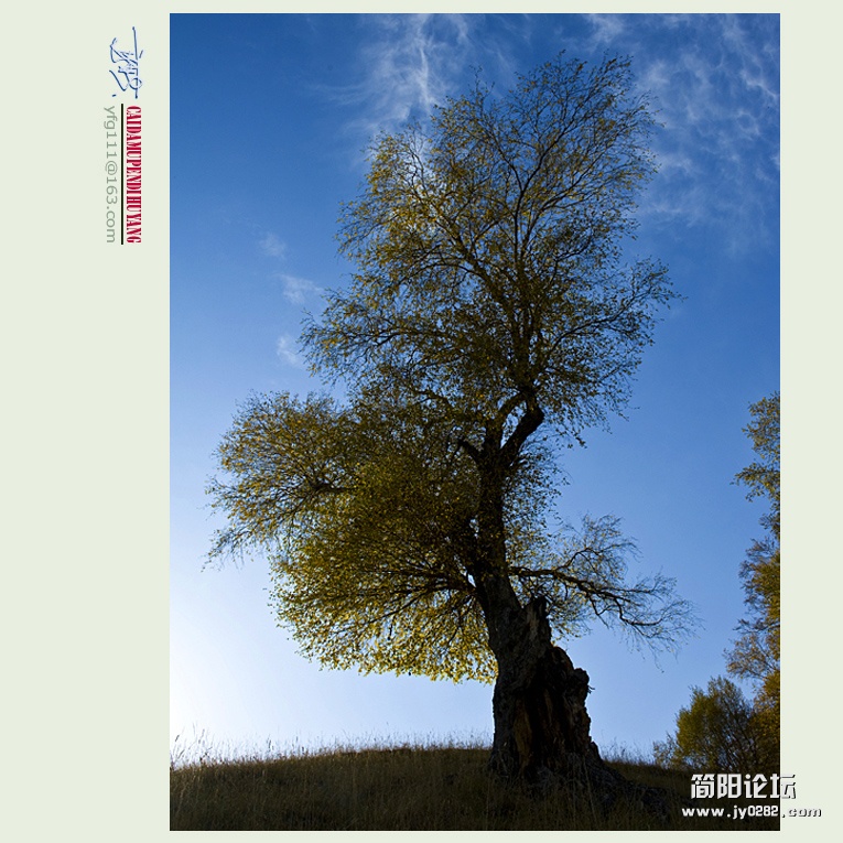 胡杨林——18副本.jpg