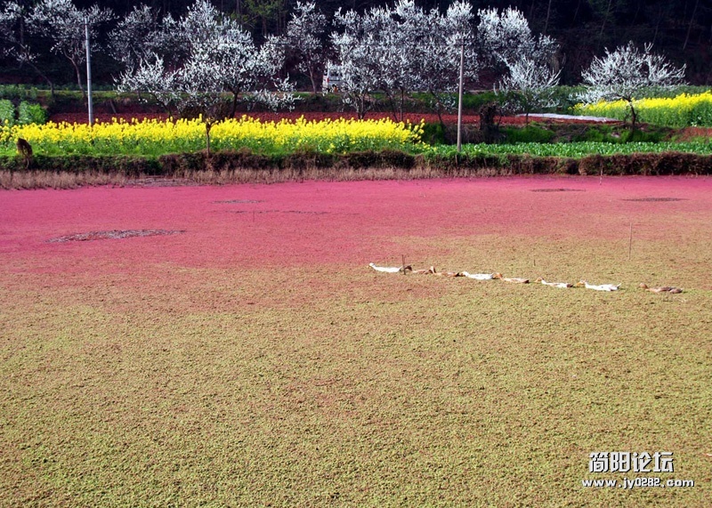春游桃花沟（组照）-10-邓仲.jpg