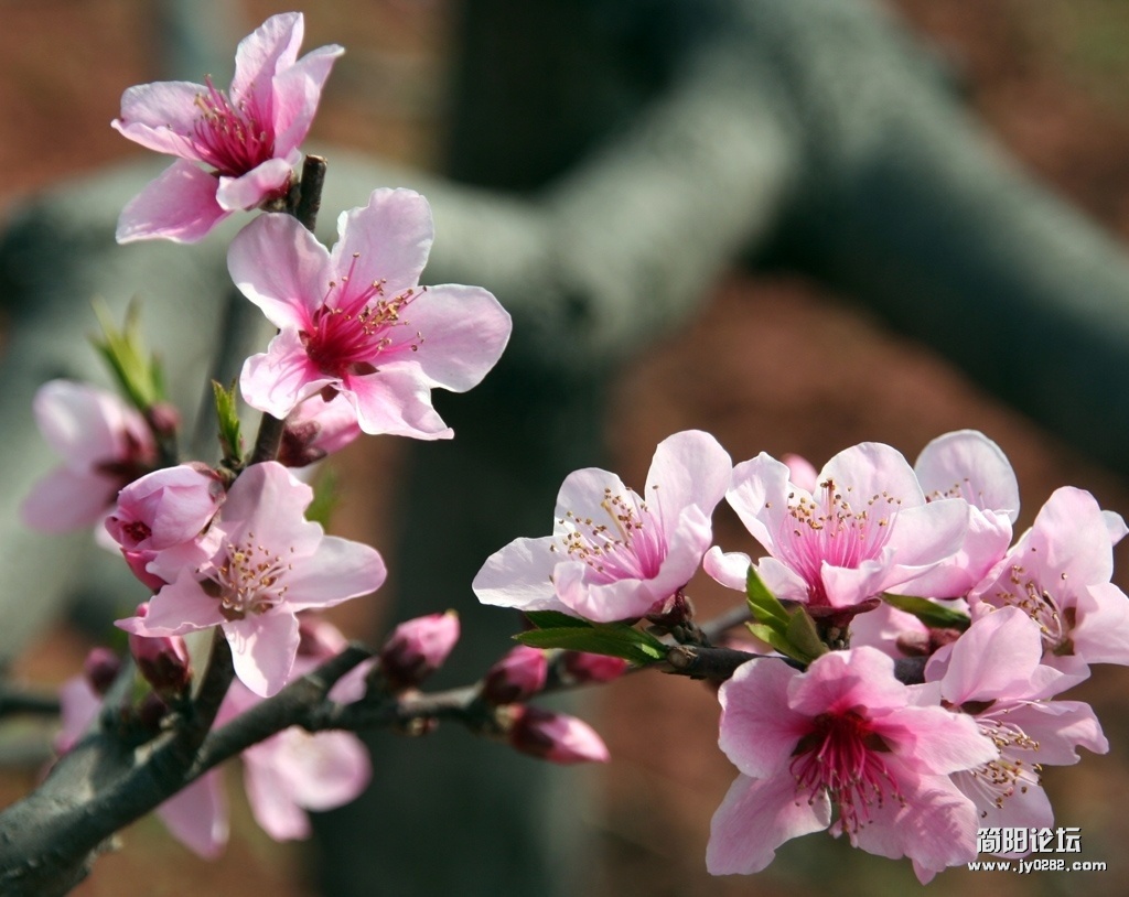 春游桃花沟（组照）-3-邓仲.jpg