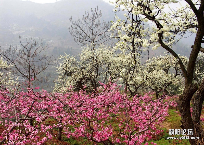 春游桃花沟（组照）-6-邓仲.jpg