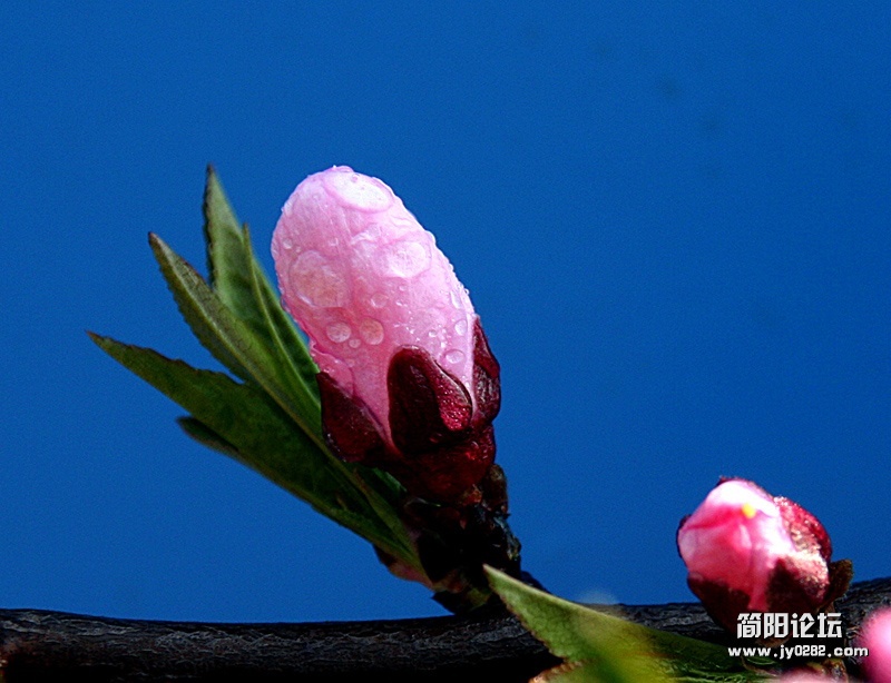 春游桃花沟（组照）-7-邓仲.jpg