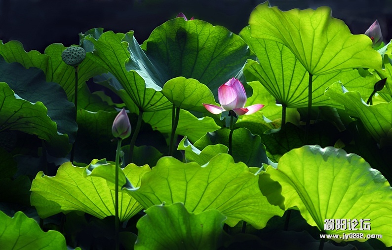 荷花（组照）-1-高亚夫.jpg