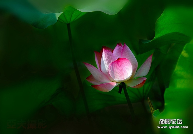 荷花（组照）-2-高亚夫.jpg