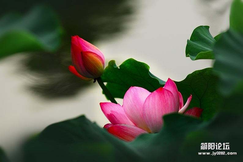 荷花（组照）-3-高亚夫.jpg