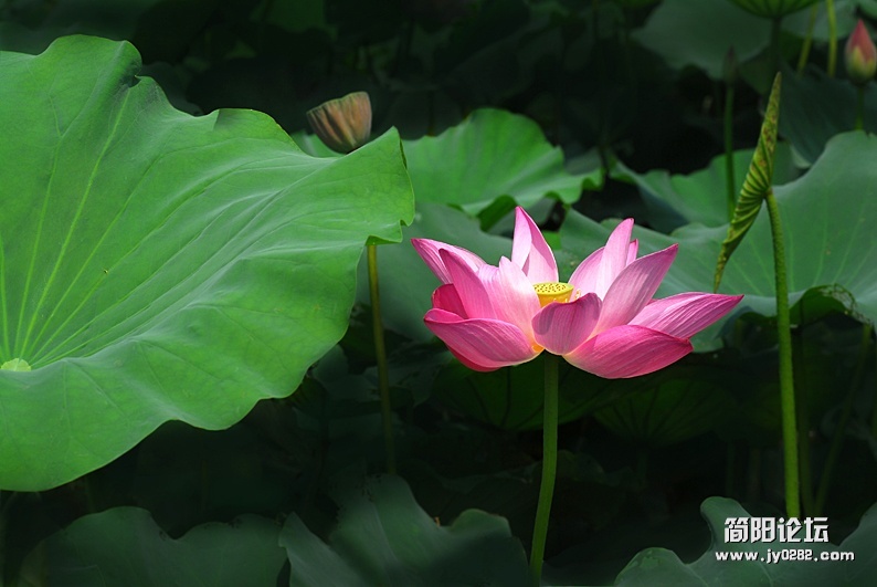 荷花（组照）-4-高亚夫.jpg