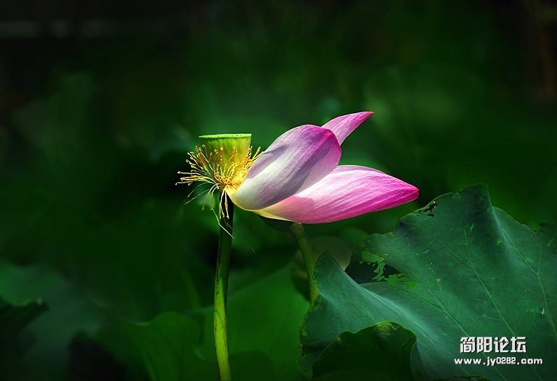 荷花（组照）-5-高亚夫.jpg