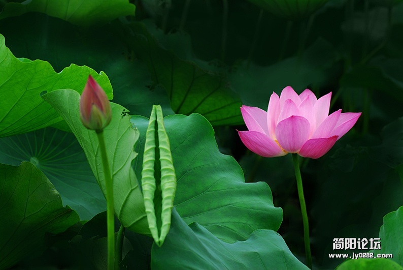 荷花（组照）-6-高亚夫.jpg
