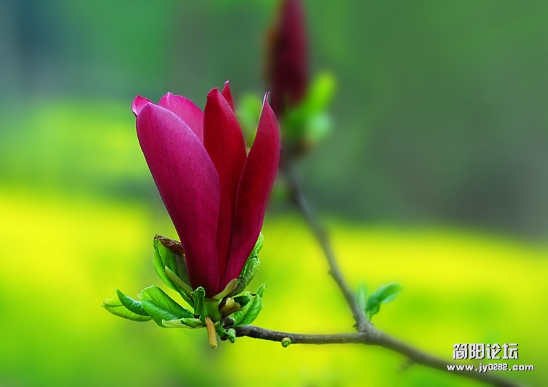家乡春花艳（组照-2）-高亚夫.jpg