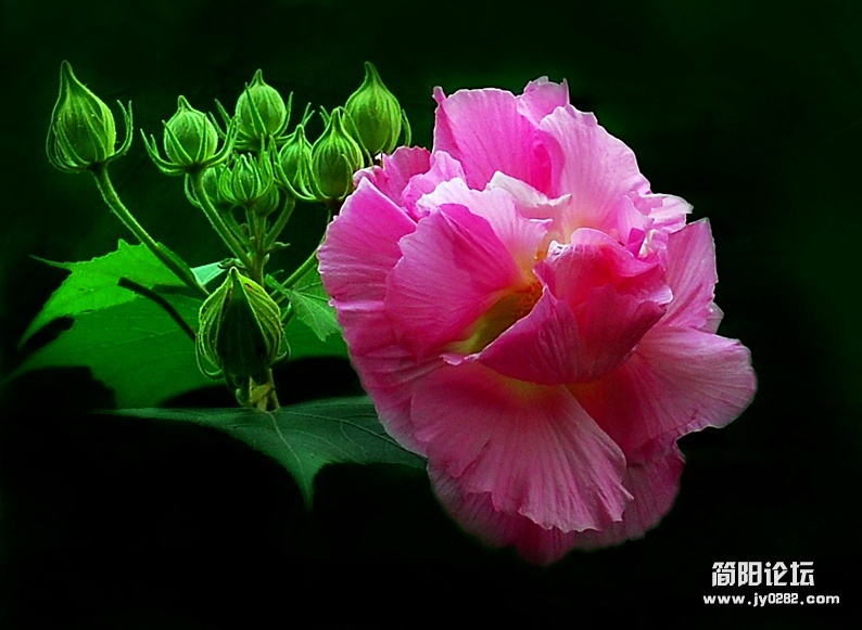 家乡春花艳（组照-5）-高亚夫.jpg