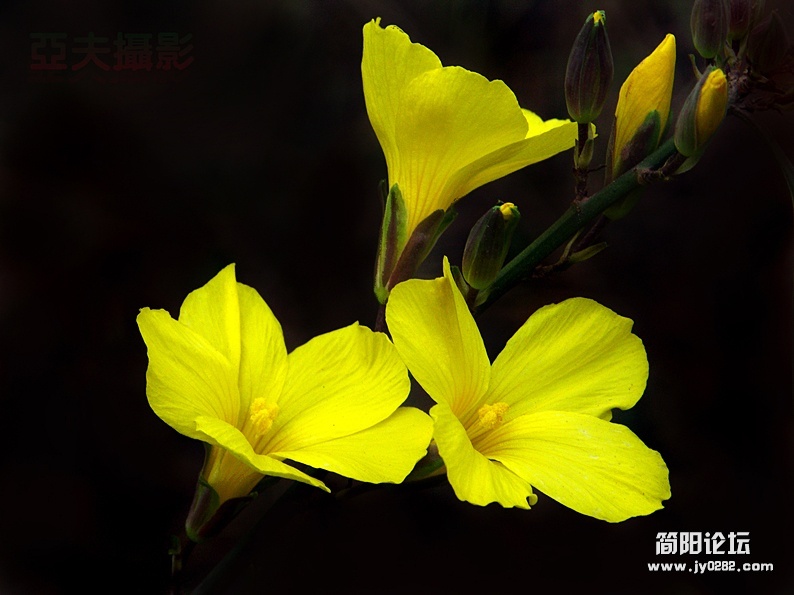 家乡春花艳（组照-迎春花）-高亚夫.jpg