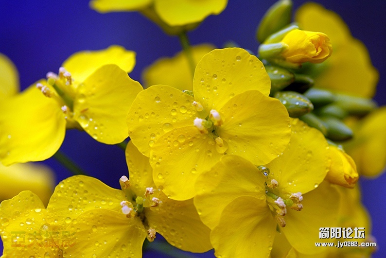 家乡春花艳（组照-油菜花）-高亚夫.jpg