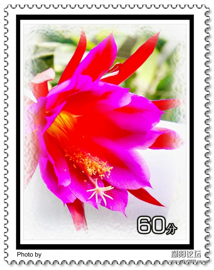 微距花卉＜组照＞-5-李其生.jpg