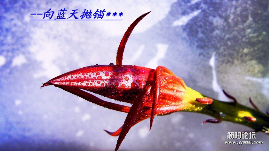 小品花卉（组照-3）-李其生.jpg