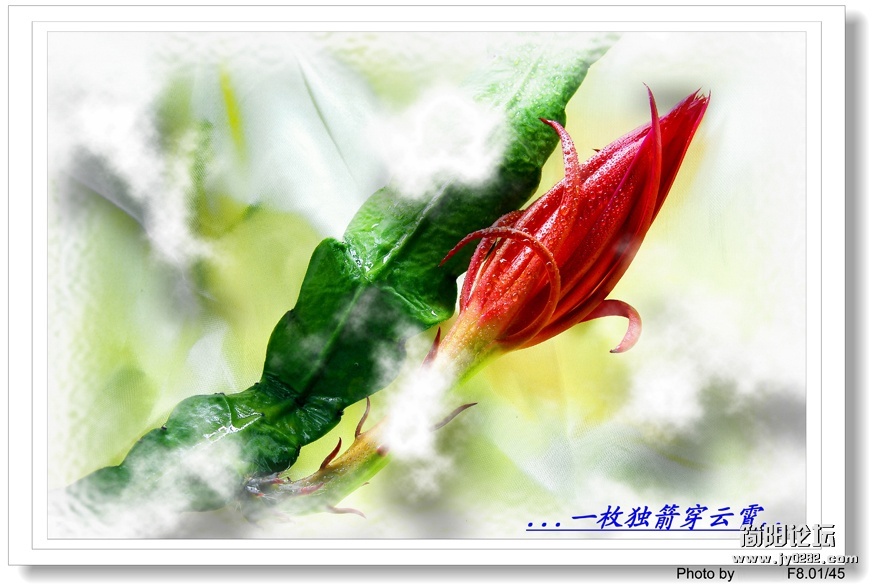 小品花卉（组照-5）-李其生.jpg