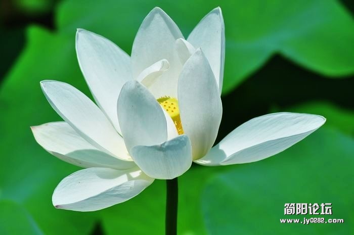 简阳白荷花（组照）作者：陈云均 (1).jpg