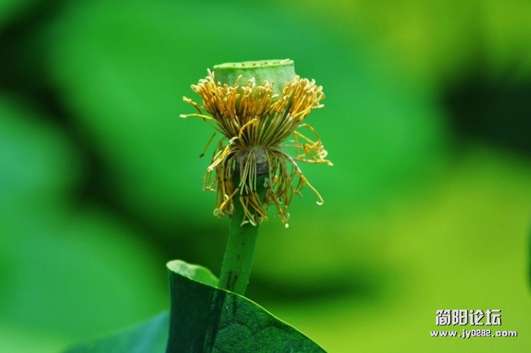简阳白荷花（组照）作者：陈云均 (3).jpg