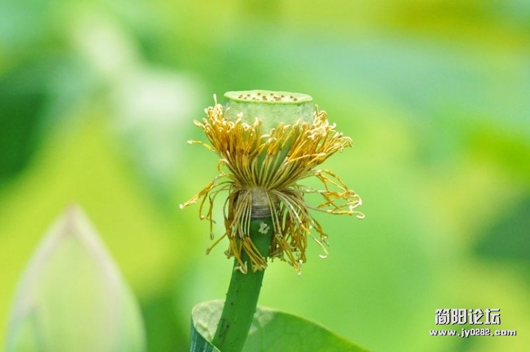 简阳白荷花（组照）作者：陈云均 (4).jpg