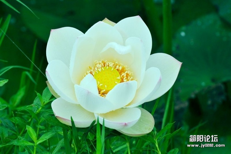 简阳白荷花（组照）作者：陈云均 (5).jpg