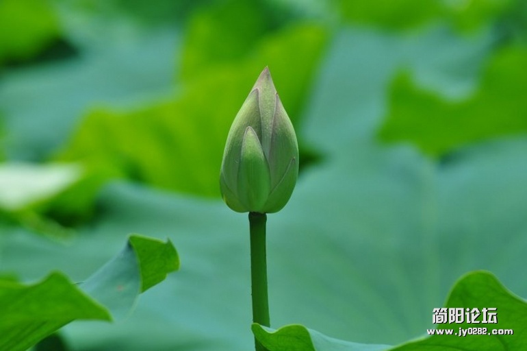 简阳白荷花（组照）作者：陈云均 (6).jpg