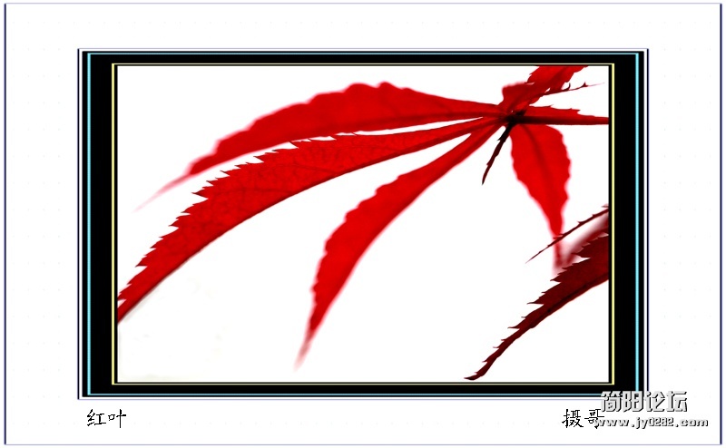 红叶（组照）-2-摄哥.jpg
