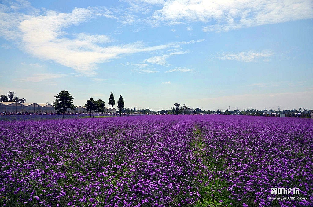 DSC_1312.jpg