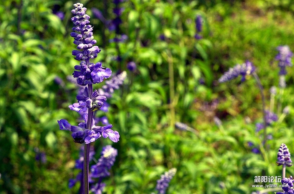 DSC_1252.jpg