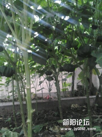 IMG20120615194330.jpg