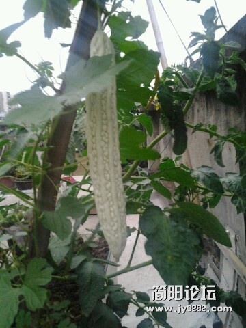 IMG20120615194455.jpg