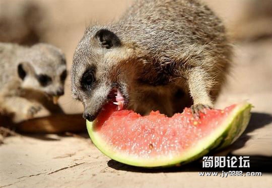 天气越来越热了 看看萌物们吃瓜避暑咯 13400878742025593.jpg