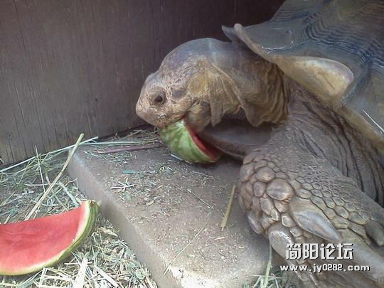 天气越来越热了 看看萌物们吃瓜避暑咯 13400879912279375.jpg